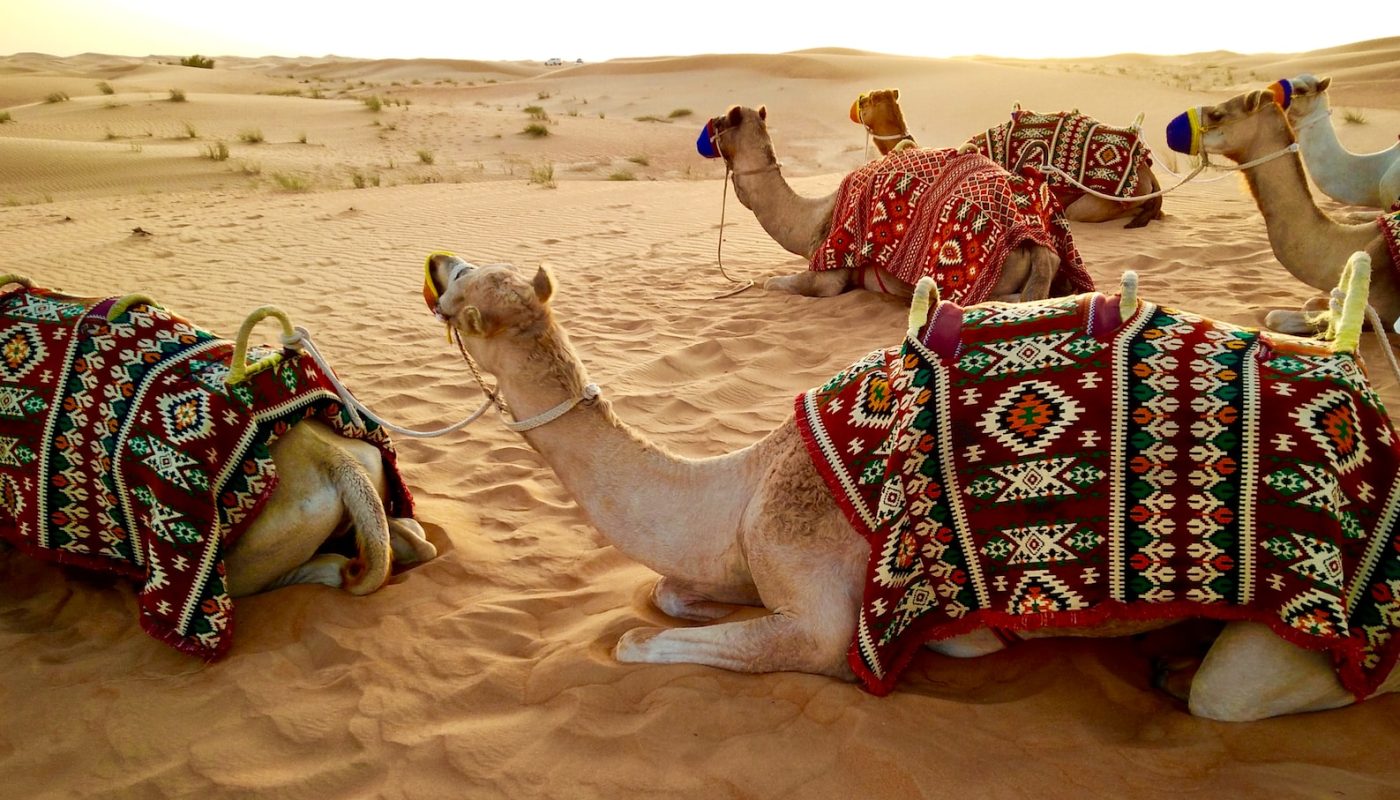 Desert Safari