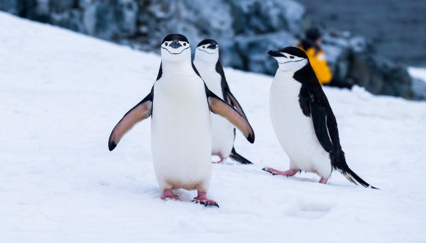 penguins Antarctica 