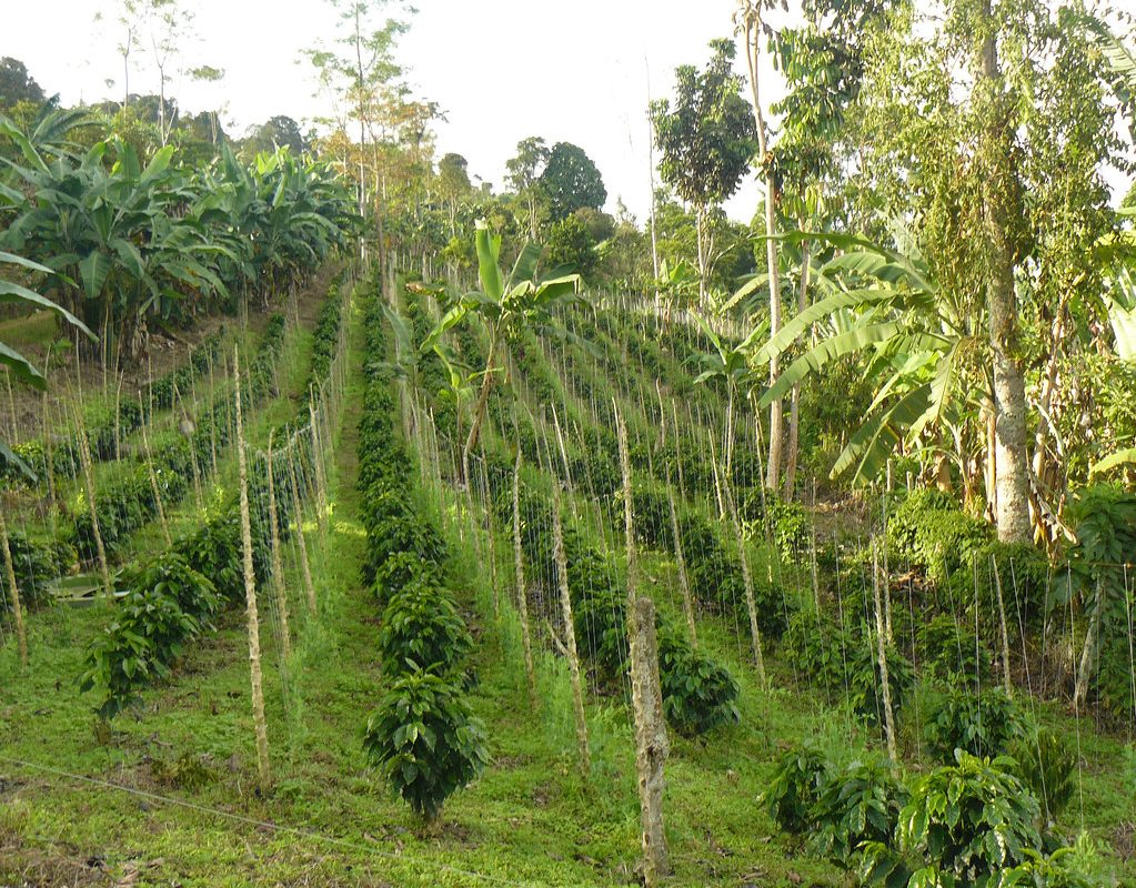 coffee plantation columbia