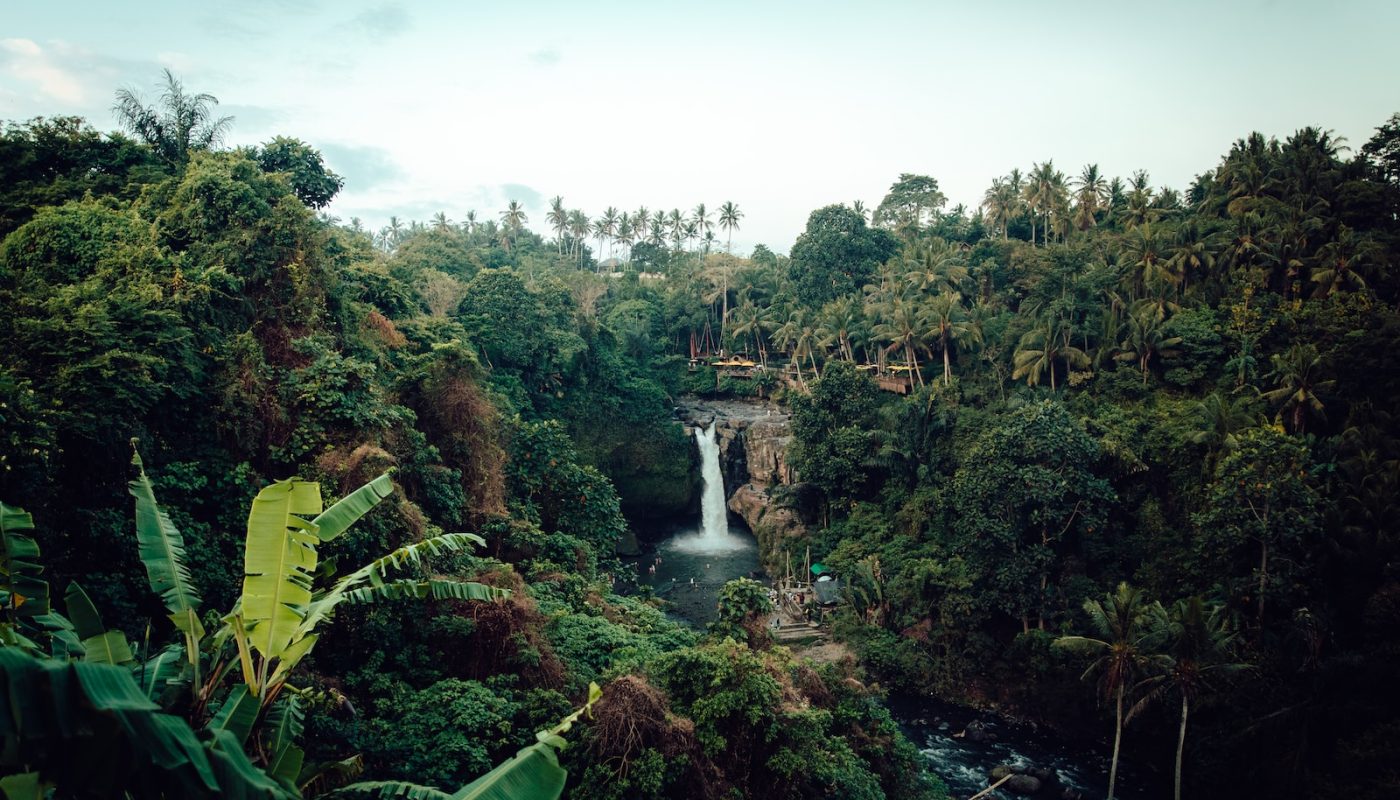 Amazon Rainforest