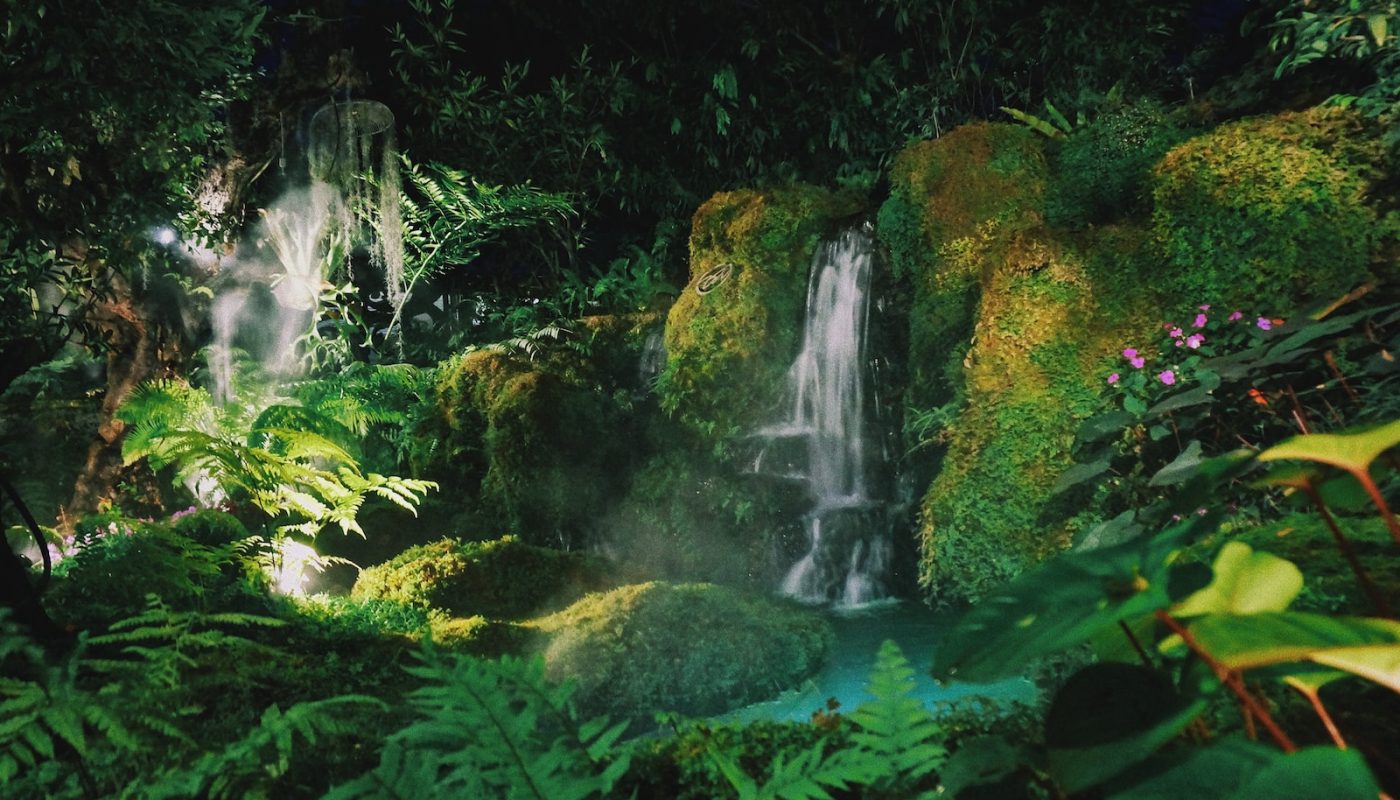 The Amazon Rainforest