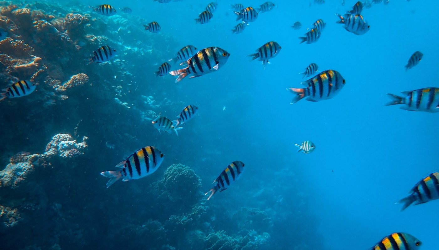 Red Sea