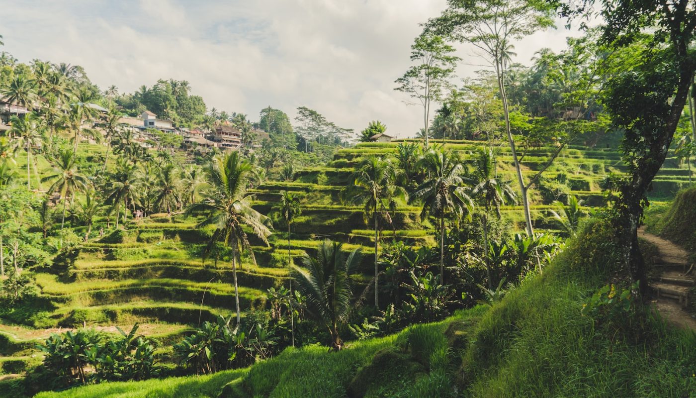 rice terraces